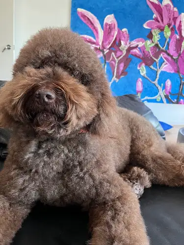 The Fur Salon By Rufus & Coco (Balgowlah) - Pet Groomer in Balgowlah