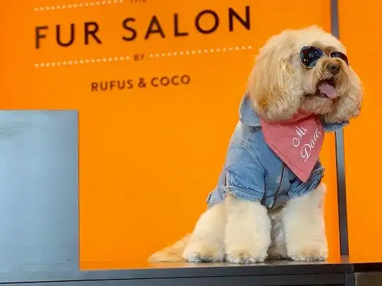 The Fur Salon By Rufus & Coco (Mosman) - Pet Groomer in Mosman