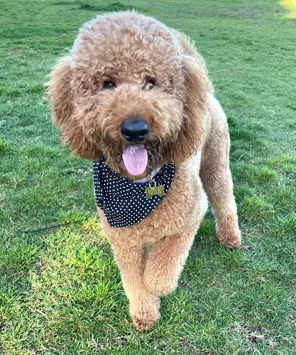 The Fur Salon By Rufus & Coco (Queens Park) - Pet Groomer in Queens Park