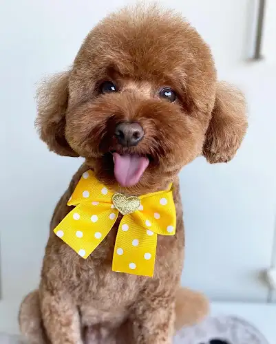 The Groom Train - Pet Groomer in Brunswick