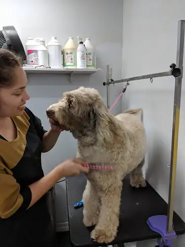 The Grooming Salon - Pet Groomer in Greenslopes