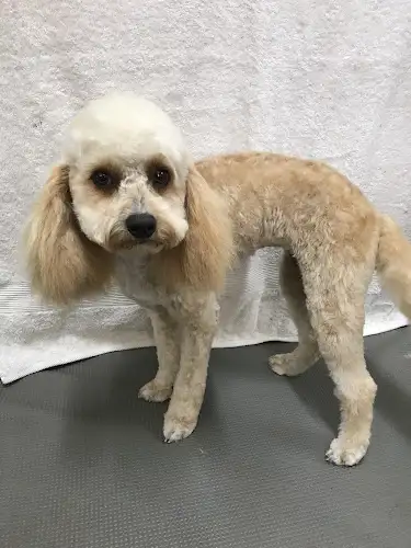 The Happy Dog Clipping Salon - Pet Groomer in Narwee