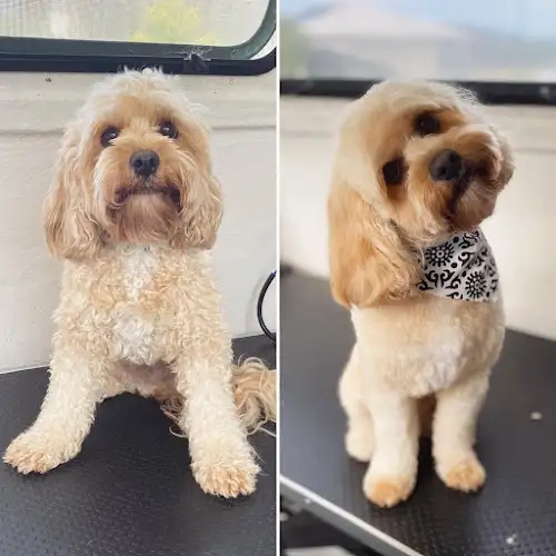 The Laundromutt Dog Grooming - Pet Groomer in Bracalba