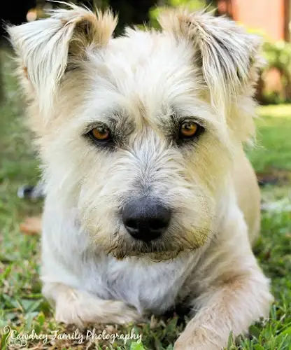 The Puppy Parlor Grooming Salon - Pet Groomer in Currimundi
