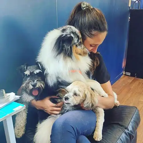 The Salty Dog Grooming And Daycare - Pet Groomer in Boyne Island