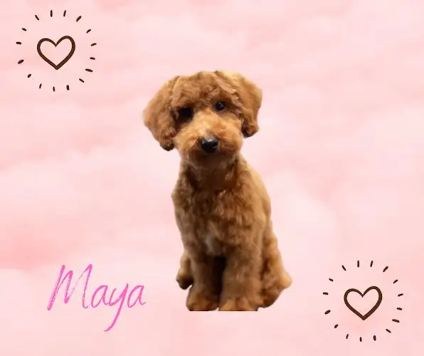 The Wag Club - Pet Groomer in Mountain Creek