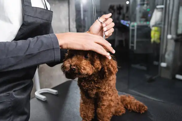 The Water Spaniel - Pet Groomer in Bayview