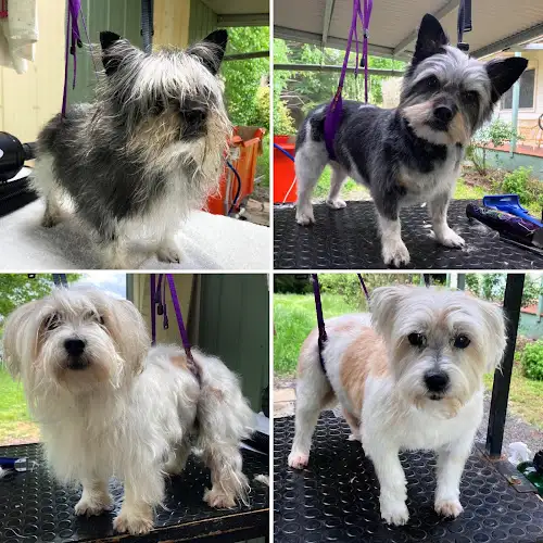 The Wooff Pack - Pet Groomer in Jindabyne