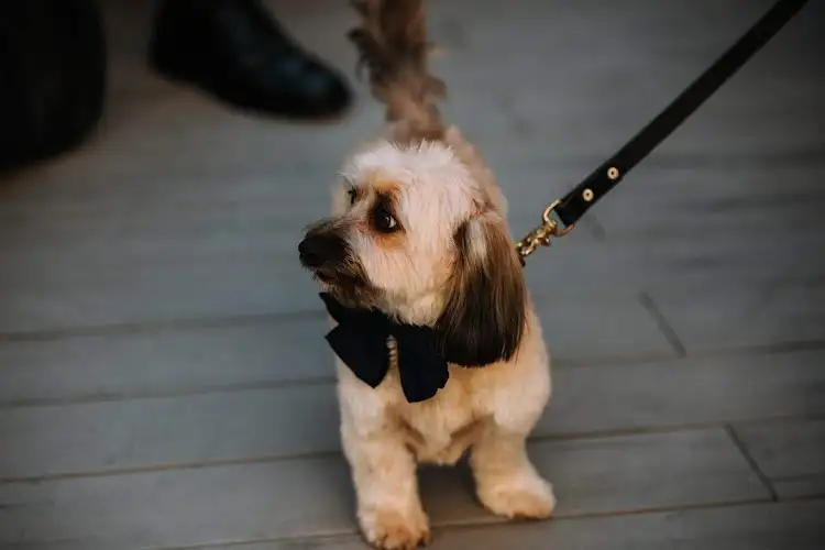 The Woolie Wolf Dog Grooming Studio - Pet Groomer in Bassendean