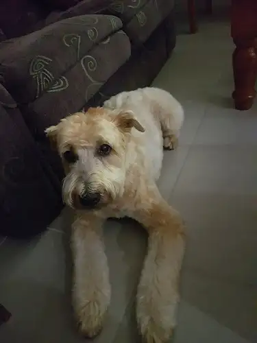 Thedogroom - Pet Groomer in Coolum Beach