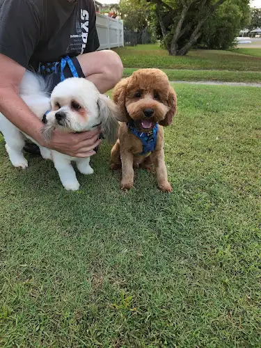 Tibi's Dog Grooming - Pet Groomer in Westcourt
