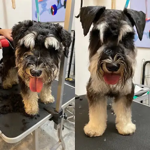 Top Paws - Pet Groomer in Hidden Valley