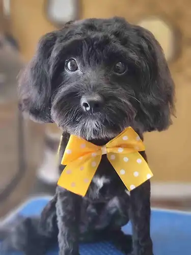 TopKnotz Dog Grooming - Pet Groomer in Clayton