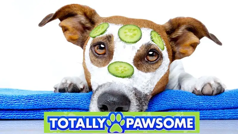 Totally Pawsome Mobile Dog Grooming - Pet Groomer in Bracalba