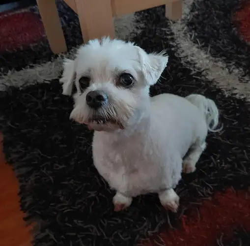 Tracys Roaming Poodle Parlour - Pet Groomer in Sandy Point