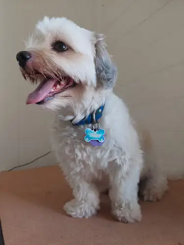 Twelfth Avenue Dog Grooming - Pet Groomer in Railway Estate