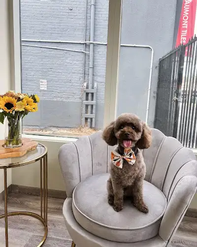 V & Rose Pet Grooming - Pet Groomer in Hobart