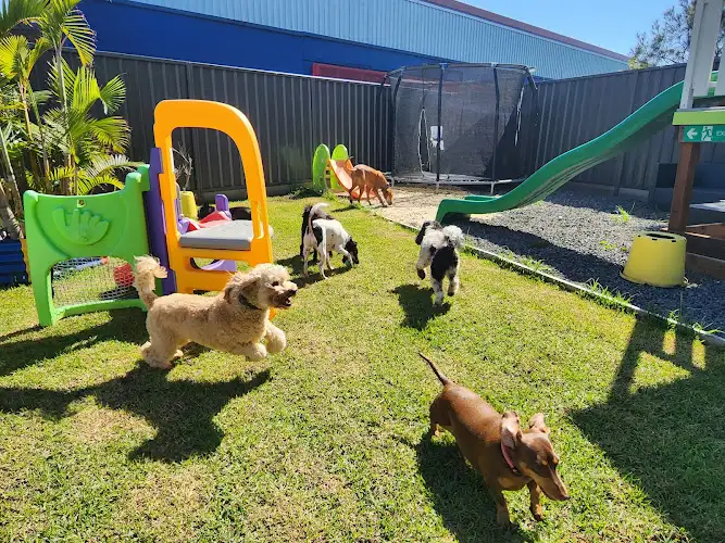 VIP Dog Club - Pet Groomer in Barrack Heights