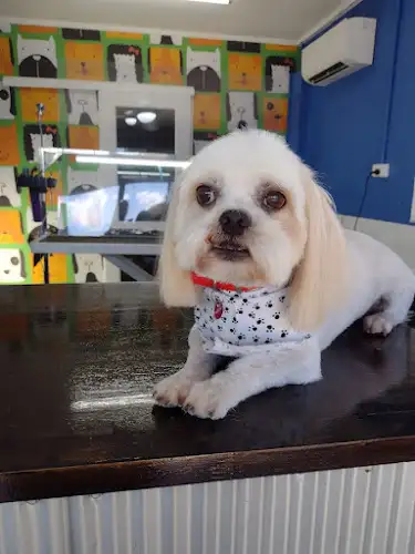 VIP Dog Grooming - Pet Groomer in Walkervale
