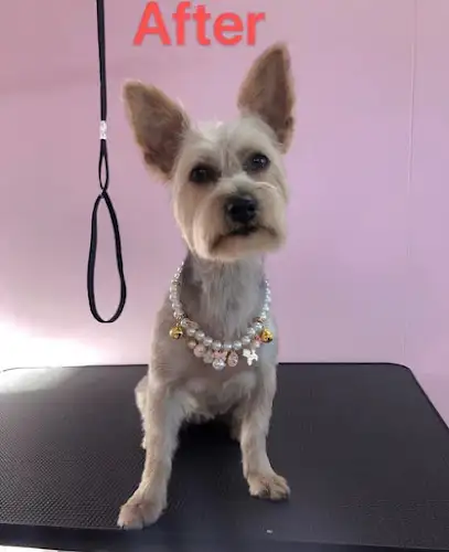 V’s Dog Grooming - Pet Groomer in Kippa-Ring