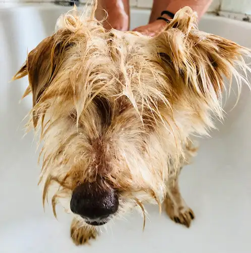 Wag & Bone Dog Grooming - Pet Groomer in Brunswick