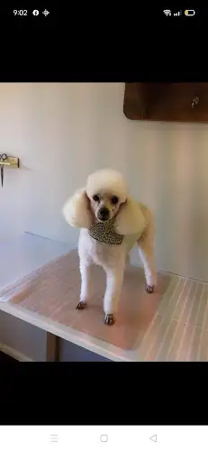 Waggin Tails Grooming Salon - Pet Groomer in Beerwah