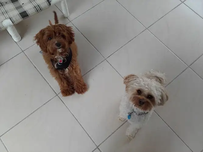 Wagging Tails Pet Care Noosa - Pet Groomer in Sunrise Beach
