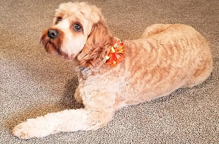 Wello's Grooming Paradise - Pet Groomer in Wellington Point