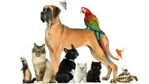Wendy's Complete Pet & Home Care - Pet Groomer in Thornlands