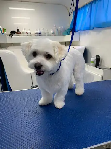 Windarra Pet Spa - Pet Groomer in Bunya