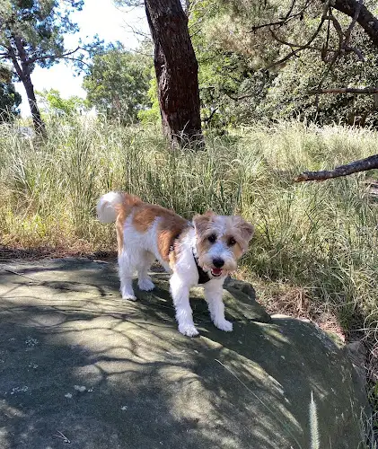 Woof Dog And Cat Grooming - Pet Groomer in Rose Bay