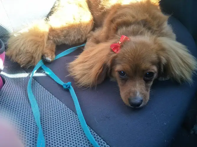 Woofers Dog Grooming - Pet Groomer in Hobart