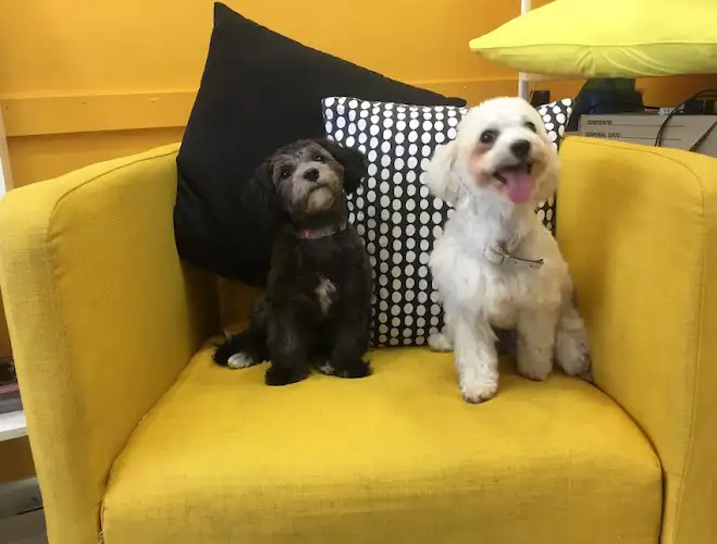Yapyaps Pooch Parlour - Pet Groomer in Hamilton