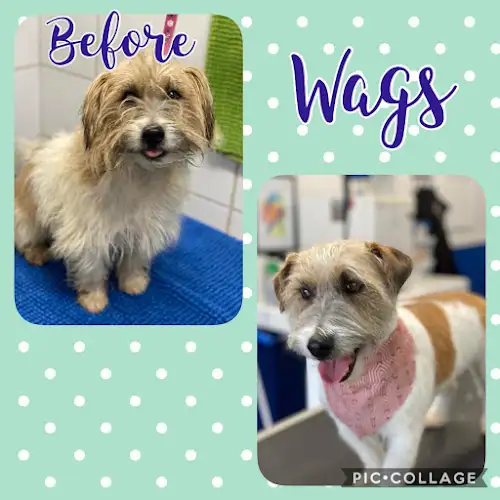 Yass Dog Grooming - Pet Groomer in Yass