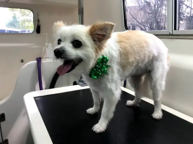 Yellow Submarine Dog Wash - Pet Groomer in Canyonleigh