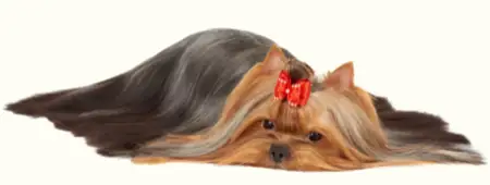 Yorkshire dog laying down